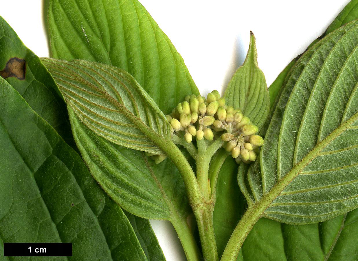 High resolution image: Family: Cornaceae - Genus: Cornus - Taxon: sericea